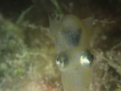 Sepiolidae