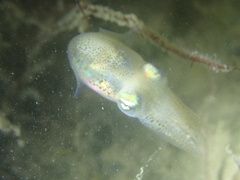 Sepiolidae