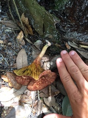 Phylloporus rhodoxanthus image