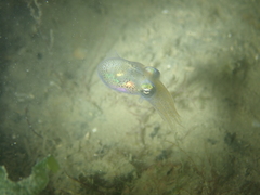 Sepiolidae