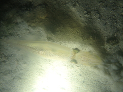 Alloteuthis subulata