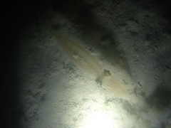 Alloteuthis subulata