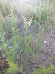 Astragalus sulcatus