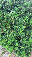 Podocarpus macrophyllus