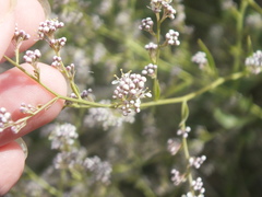 Lepidium latifolium