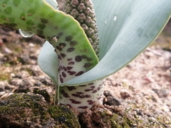 Lachenalia violacea
