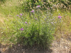 Centaurea scabiosa