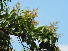 Ehretia acuminata