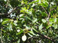 Ehretia acuminata