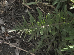 Centaurea scabiosa