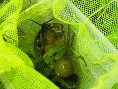 Pacifastacus leniusculus