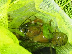 Pacifastacus leniusculus