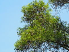 Acacia confusa