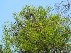 Acacia confusa