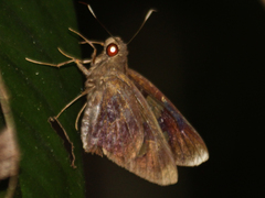 Erionota acroleuca apicalis
