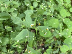 Galinsoga quadriradiata