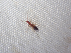 Paradromius