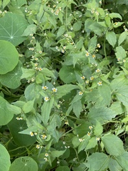 Galinsoga quadriradiata