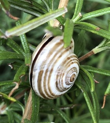 Pseudotachea splendida