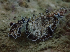 Acanthozoon
