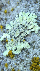 Protoparmeliopsis muralis