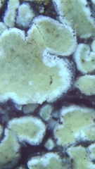 Protoparmeliopsis muralis