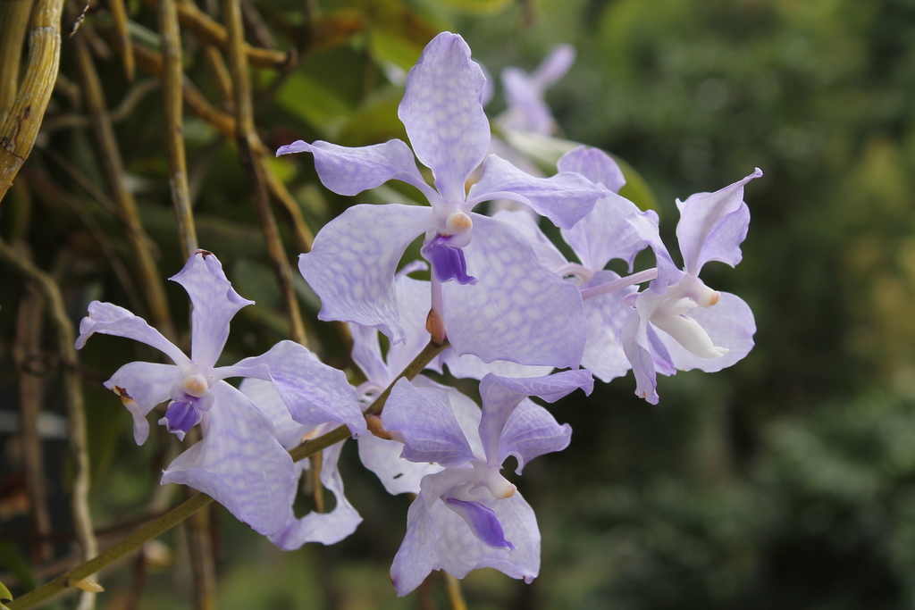 Vanda orchid aerial roots hanging bare