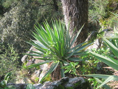 Furcraea parmentieri