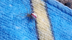 Enoplognatha ovata