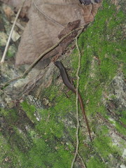 Sphenomorphus indicus