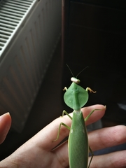 Rhombodera latipronotum