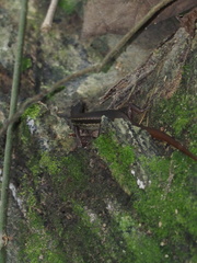 Sphenomorphus indicus