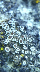 Myriolecis