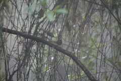 Brachypteryx cruralis