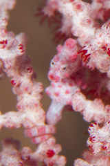 Hippocampus bargibanti