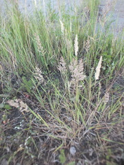 Calamagrostis epigejos