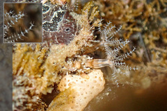 Clavularia