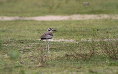 Esacus recurvirostris