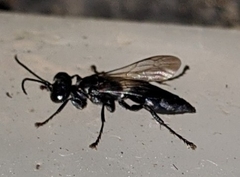 Lyroda