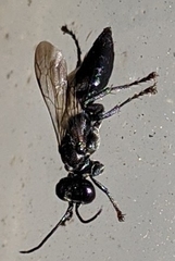 Lyroda