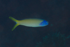 Hoplolatilus starcki