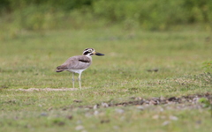 Esacus recurvirostris