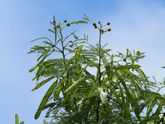 Leucaena leucocephala