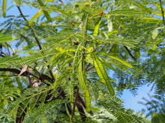 Leucaena leucocephala