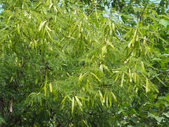 Leucaena leucocephala
