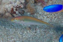 Stethojulis interrupta