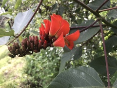 Erythrina breviflora