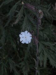 Silene latifolia alba