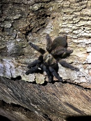 Psalmopoeus
