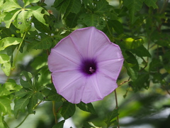 Ipomoea cairica